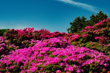 万年山のミヤマキリシマ