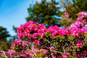 万年山のミヤマキリシマ