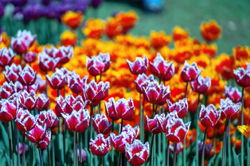 Red-white tulips with uneven edges stand out in a vibrant display