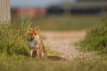 Urban Fox Vulpes Vulpes posing on a grass and stone driveway 