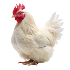 Fototapeta premium a brahma white chiken on transparent background