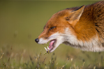 Red Fox Vulpes Head shot side mouth open showing teeth, growling detail in the evening light