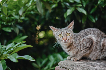 A small homeless kitten sleeps on a quail tree against the backdrop of bushes, her wary eyes look...