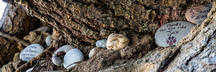 Tree of Life Tree Root Cave Olympic National Park