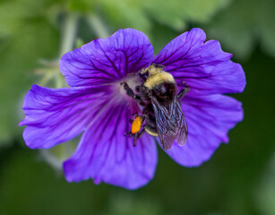 Bee at Sequim Botanical Gardens