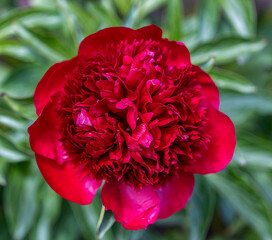 Sequim Botanical Gardens