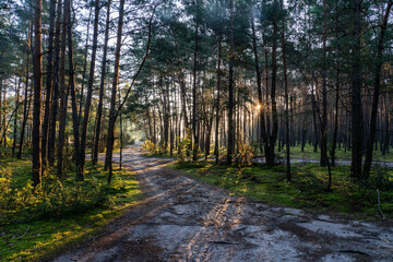 Sunrise in the forest