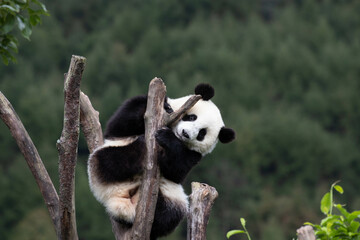 Funny Pose of Little Panda on the Tree, Wolong Panda Base, China