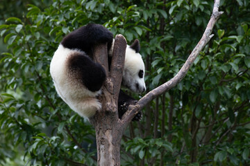 Funny Pose of Little Panda on the Tree, Wolong Panda Base, China