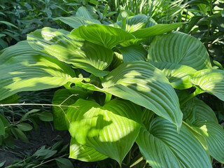 wide green leaves of Hosta Plantaginea Plant grow in the garden