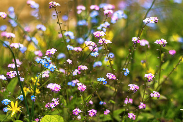 Fototapeta premium blue and pink flower of forget-me-not in garden