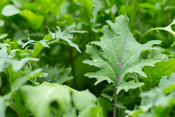 Lush kale and arugula garden bed