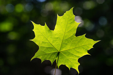 Green maple leaf in green foliage