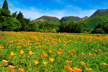 久住高原のハナビシソウ