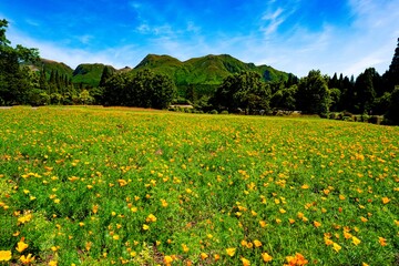 久住高原のハナビシソウ
