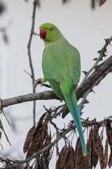 View on a green rose-ringed parakeet sitting on a branch eating a Judas tree pod.
