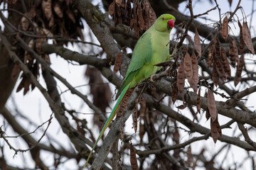 View on a green rose-ringed parakeet sitting on a branch eating a Judas tree pod.