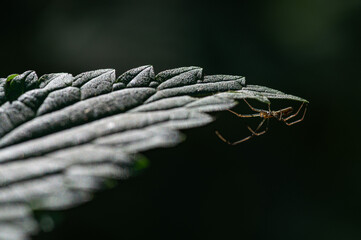 Stinging plant Urtica dioica, often known as common nettle, stinging nettle.