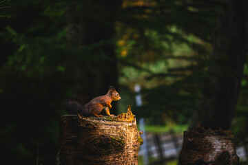 squirrel on a tree stump