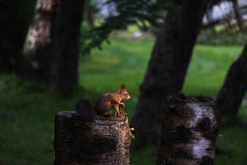 squirrel on a tree stump