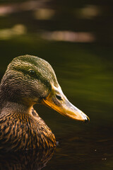 duck on a pond