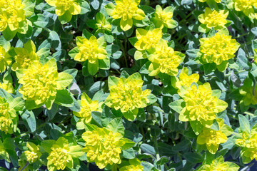 Obraz premium Cushion Spurge flowers (Euphorbia polychroma), flowers background.