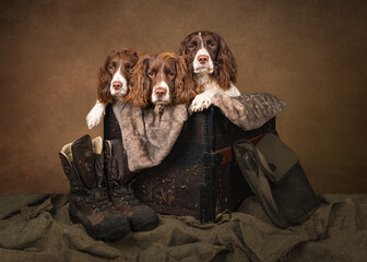 Three English Springer Spaniels in a Box