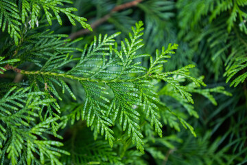 Bright foliage of Thuja plicata or giant arborvitae. Green young leaves western redcedar. Evergreen coniferous tree. Shinglewood. Branch of arborvitae. Nature concept