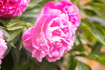 pink peony flower with drops of water after rain in garden