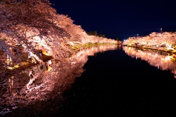 弘前城の夜桜