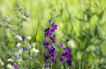 Purple flowers in close-up against a background of fresh and bright greenery 