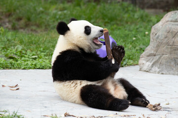 Funny Pose of Little Panda in the green yard, Wolong Panda Base, China