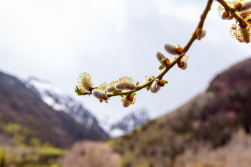 Pussy willow branch blooming in spring with mountain peaks in the background
