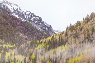 Fog in forest of San Juan Mountains in Telluride, Colorado