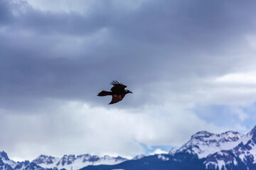 Raven flying through cloudy sky with San Juan Mountain peaks in the background