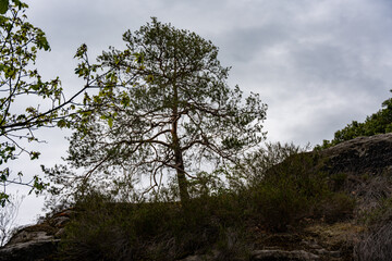 A tree is standing on a hill with a cloudy sky in the background. The tree is surrounded by bushes and rocks, giving it a natural and serene appearance. The cloudy sky adds a sense of calmness