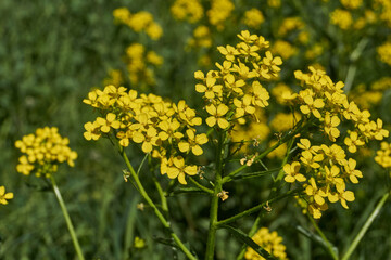 Obraz premium Barbarea vulgaris (lat. Barbarea vulgaris) is blooming in the meadow. Inflorescence Barbarea vulgaris. Spring 2024.