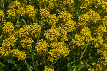 Barbarea vulgaris (lat. Barbarea vulgaris) is blooming in the meadow. Inflorescence Barbarea vulgaris. Spring 2024.