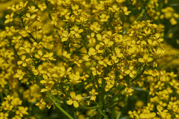 Barbarea vulgaris (lat. Barbarea vulgaris) is blooming in the meadow. Inflorescence Barbarea vulgaris. Spring 2024.
