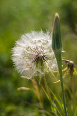 Dmuchawiec © Blaszko