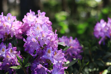 Rhododendron blossom. Shrubs blooming with pink and purple flowers. Flowers of bright colors, close-up. Blooming rhododendrons in a park or botanical garden. Natural background