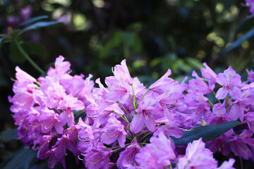 Rhododendron blossom. Shrubs blooming with purple flowers. Flowers of bright colors, close-up. Blooming rhododendrons in a park or botanical garden. Natural background