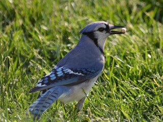 Blue Jay with Food