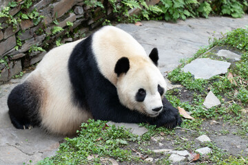 Fototapeta premium Close up Male Panda returned from USA , Tai Shan , Wolong Panda Base, China