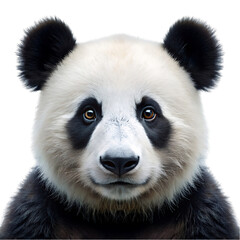Fototapeta premium a panda poritrit on transparent background