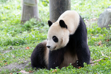 Close up Male Panda returned from USA , Tai Shan , Wolong Panda Base, China