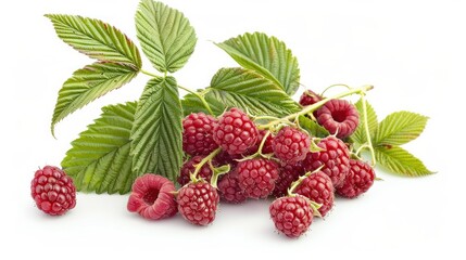 A bunch of fresh raspberries with leaves, isolated on a white background.

