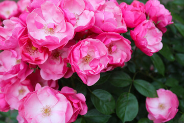 pink rose bush, floral background of pink roses, flowers pink rose with fresh green leaves, beautiful blooming flowers, close up view