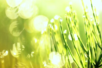 green grass background