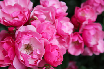 pink rose bush, floral background of pink roses